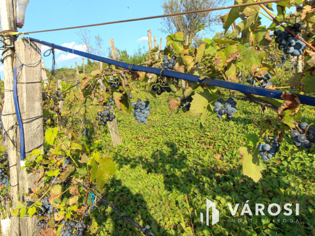 Belterületi nagyméretű telek présházzal és szőlővel Únyon