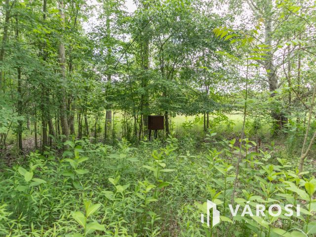 Domaszéki földterület, fákkal díszített